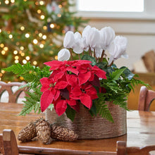Poinsettias