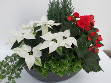 Poinsettias