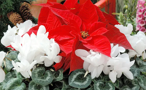 Cyclamen