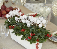 Cyclamen