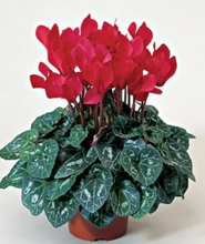 Cyclamen