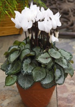 Cyclamen