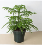 Norfolk Island Pine