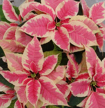 Poinsettias