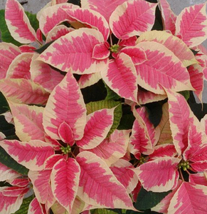 Poinsettias