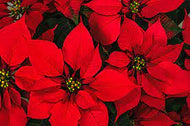 Poinsettias