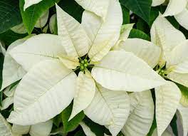 Poinsettias