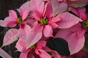 Poinsettias